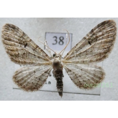 Eupithecia pimpinellata (Hübner, 1813) Czech38